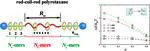 Entropy-Induced Localization and Sliding Dynamics of Rings on Polyrotaxane