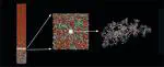 Multiscale Simulation Study on the Curing Reaction and the Network Structure in a Typical Epoxy System